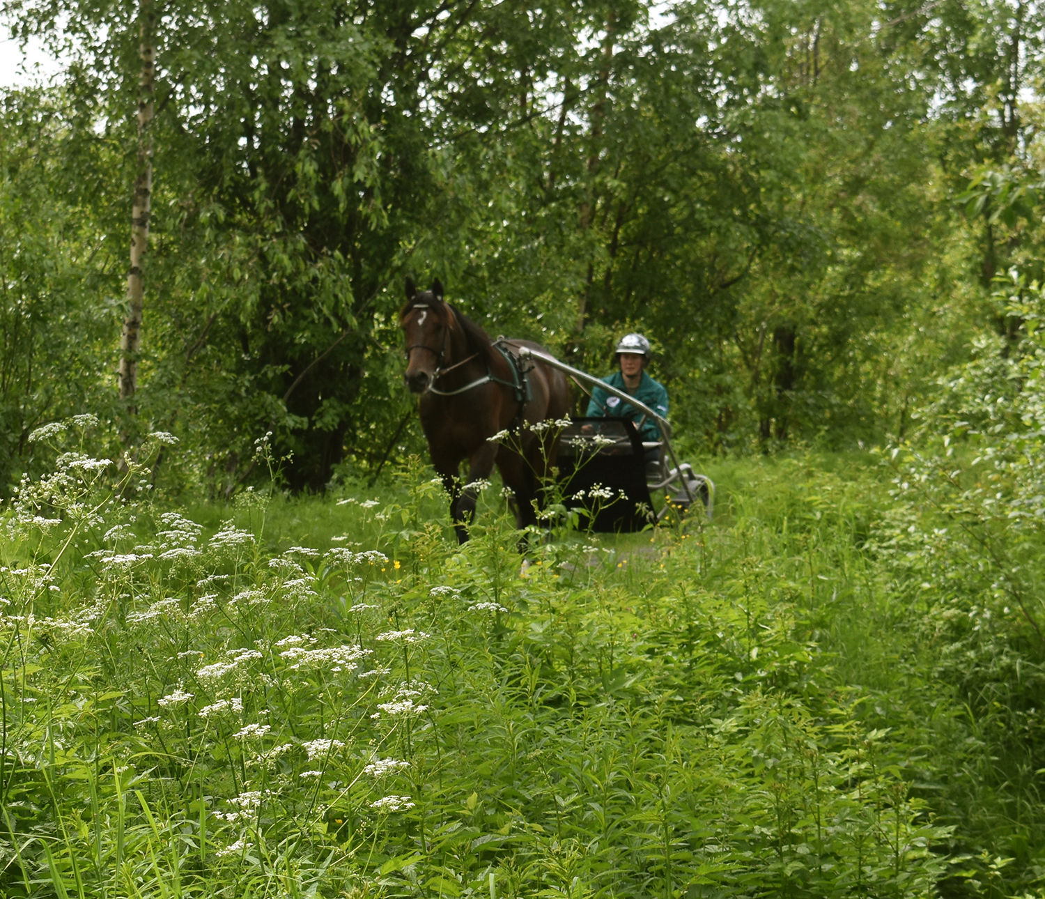 glad midsommar